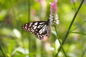 Butterfly up on flower