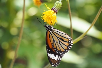 Butterfly up on flower