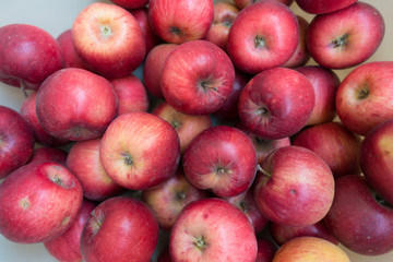 Fototapeta na wymiar Lots of ripe red Jonathan apples in autumn