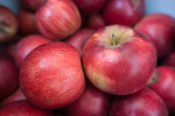 Fototapeta na wymiar Pair of ripe red apples (Jonathan cultivar)