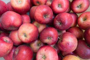 Red medium sized apples (Jonathan cultivar) from above