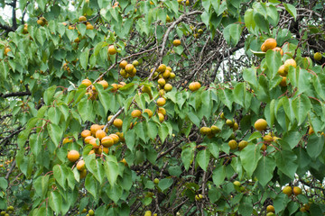 Plenty of apricots in the leafage of fruit tree