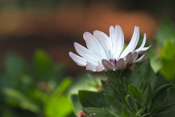 Flower with bokeh background 