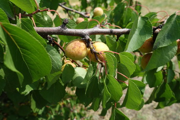 Yellow apricots on the branches of tree