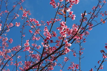 Flower with blue sky background