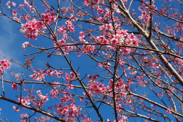 Flower with blue sky background