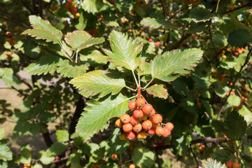 Orange berries and green leaves of whitebeam