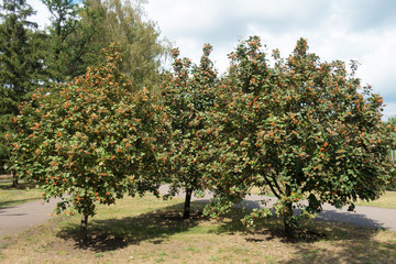 Fototapeta na wymiar Three whitebeam trees with ripening berries in September