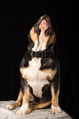 Male of Dog of American Bully breed on a black background