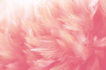 Blur Bird chickens feather texture for background, Fantasy, Abstract, soft color of art design.