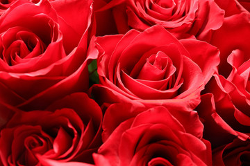 Bouquet of beautiful roses, closeup