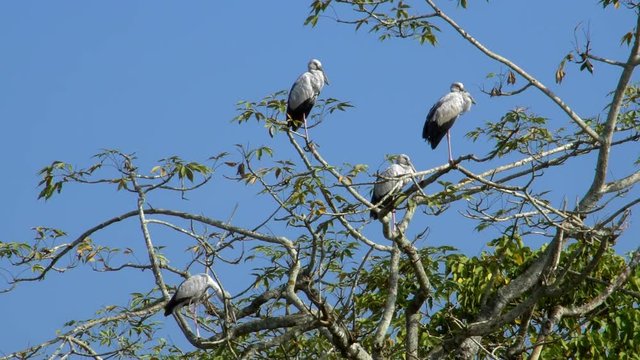 Flock of Asian Openbill Birds (Anastomus oscitans) Sitting on Tree at Chitwan National Park in Nepal