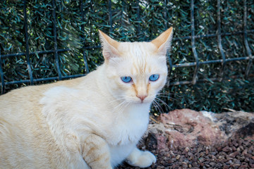 Katze mit blaue Augen