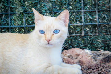 Katze mit blaue Augen
