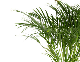 Decorative Areca palm on white background