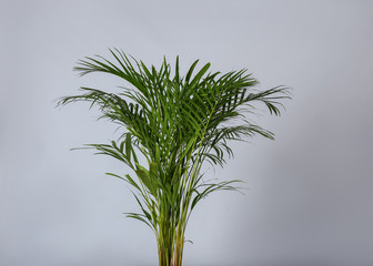 Fototapeta na wymiar Decorative Areca palm on light background
