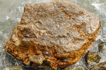 Krabben auf einem Stein im Meer