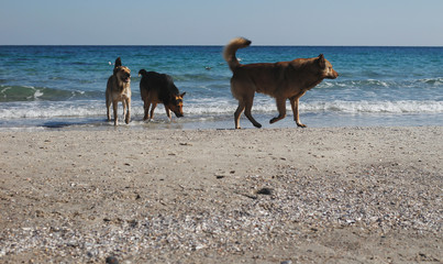 Dogs walking at the beach near the black sea