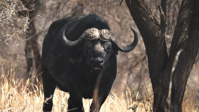 a 180p slow motion clip of a cape buffalo chewing its cud at tarangire national park in tanzania