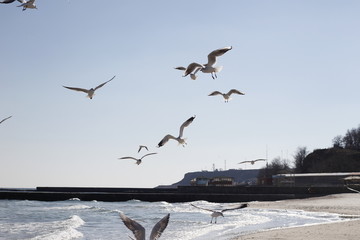 birds flying at the beatiful sandy beachside full of graffity near the black sea, odessa