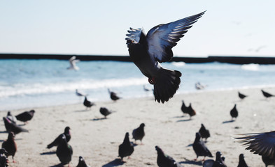 birds flyinf at the beatiful sandy beachside full of graffity near the black sea, odessa