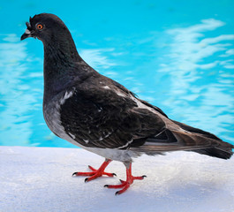 Taube, Tauben am Pool