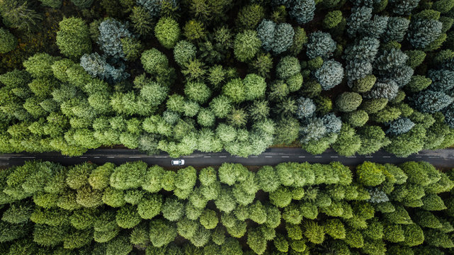 Drone aerial view from above of road through the green autumn forest in "Poiso", Madeira island, Portugal.