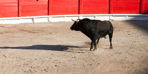 Bullfight, Spanish deadly Spectacle where a man (torero) risks his life fighting again an angry...