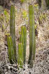 Details eines Kaktus, Blüte, Stachel