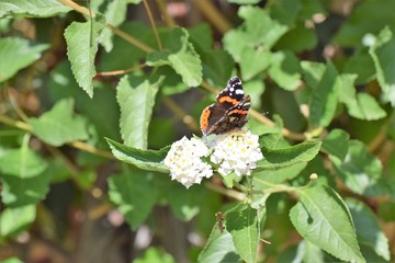 Cyprus beautiful  good morning