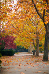 beautiful trees in the autumn city street