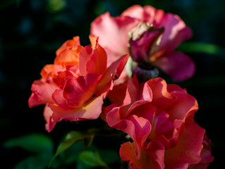 Red roses under summer evening sun. Sweet bright red roses lit with evening sunlight, selective focus.