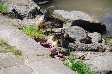 stockente mit küken an flussufer