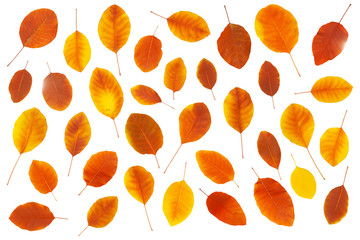 Set of red and yellow  autumn leaves isolated on white background