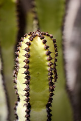 Kakteendetails, Kakteenwald