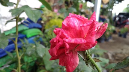 red flower in the garden
