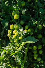 Tomate du jardin sur pied et piquée rouge, verte, noir, jaune