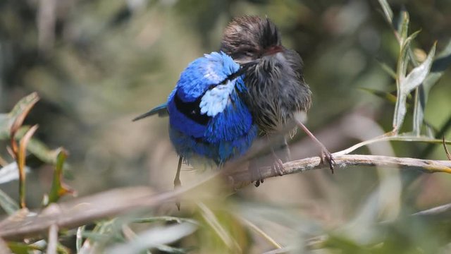 180p slow motion clip of a splendid fairy wren pair preening in new south wales, australia