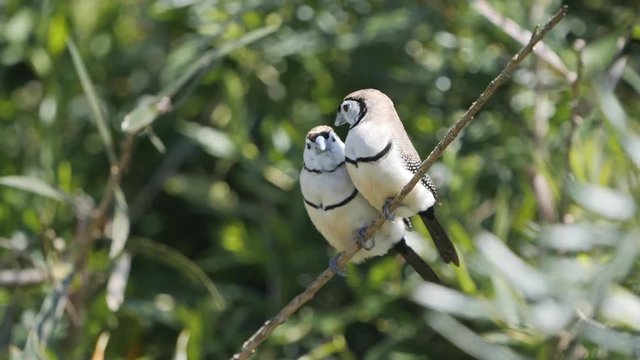 slow motion shot of a double-barred finch pair kissing in a walking aviary in new south wales, australia