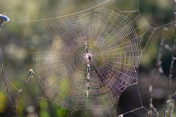 spider on web