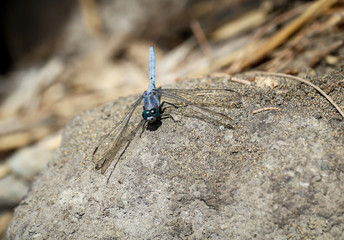 Libelle, Kleinlibelle, Prachtlibelle, Odonata, Odonatoptera, Insekten 