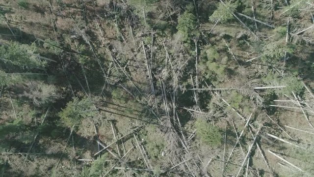 Forest after the storm arial footage