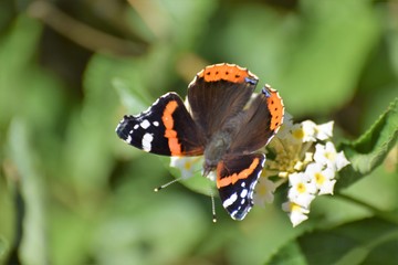 Cyprus beautiful  good morning