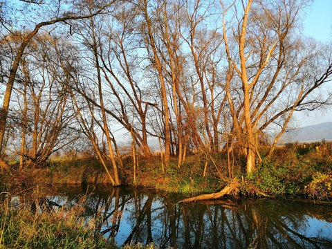 Aulandschaft
