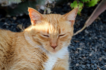 Katze, Stubentieger, Schmusekater
