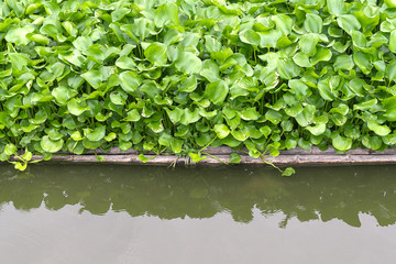 Common water hyacinth, Eichhornia crassipes