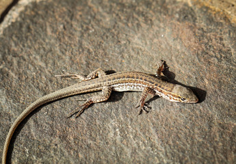 Gran-Canaria-Rieseneidechse, Kanareneidechse, Gekko 