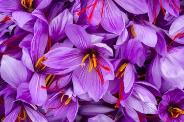 Foto op Plexiglas Harvesting the saffron flower. After collection flower buds. Big quantity. © Kalina Georgieva