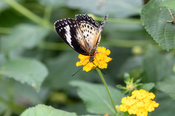 Papillon Cethosia biblis sur une fleur