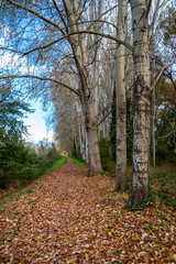 Fototapeta premium Tuscany, autumn in the forest